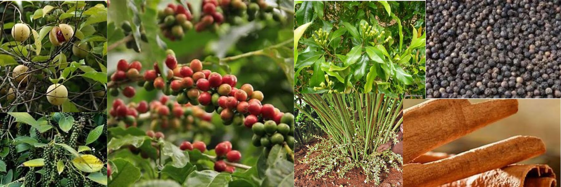 ORGANIC SPICES