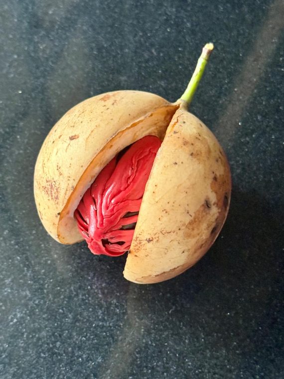 Organic Nutmeg Whole (Jaiphal)