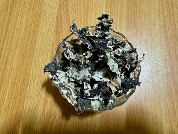 Organic Stone Flower (Patthar Phool/Kalpasi)